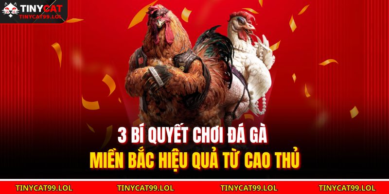 3 bí quyết chơi đá gà miền Bắc hiệu quả từ cao thủ