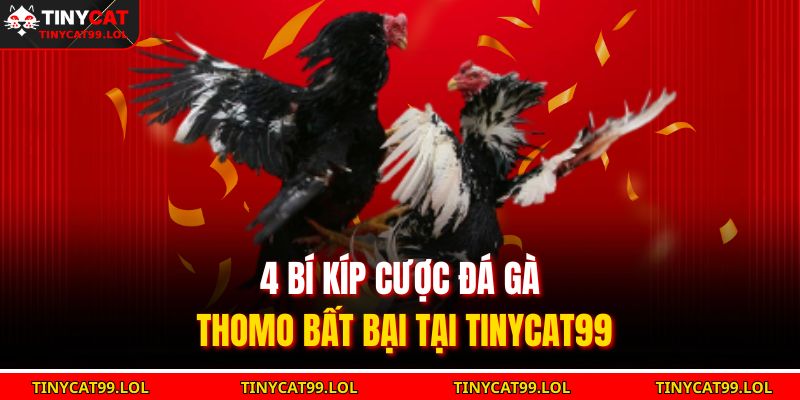 4 bí kíp cược đá gà Thomo bất bại tại TINYCAT99