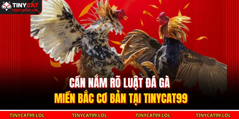 Cần nắm rõ luật đá gà miền Bắc cơ bản tại TINYCAT99
