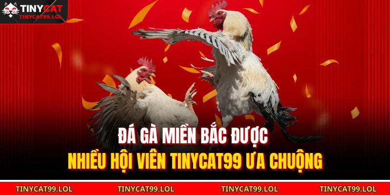 Đá gà miền Bắc được nhiều hội viên TINYCAT99 ưa chuộng