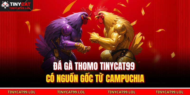 Đá gà Thomo TINYCAT99 có nguồn gốc từ Campuchia