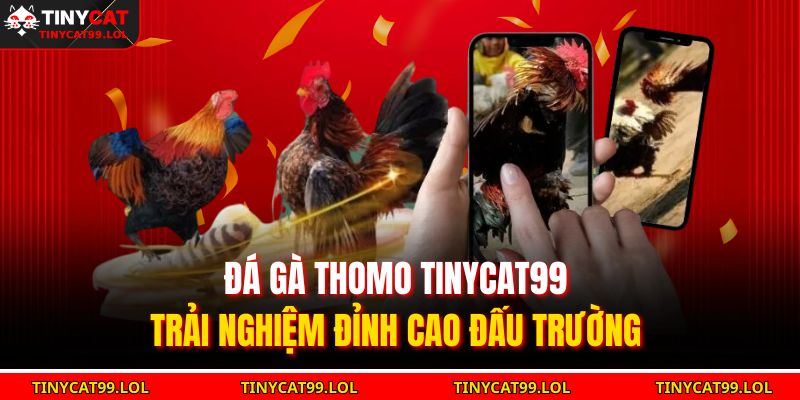 Đá gà Thomo TINYCAT99